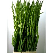 image фото Gladiolus GR Essential - гладиолусы оптом купить цветы и растения из Голландии, Германии, Италии, Испании, Дании, Эквадора, Колумбии, Азии, Африки, Израиля, Китая, Тайланда, Тайваня с доставкой по Украине в: Киев, Львов, Черкассы, Кировоград, Полтава, Ровно, Днепропетровск, Запорожье, Харьков, Кривой Рог, Днепр, Одесса, Николаев, Херсон, Умань, Кропивницкий